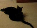 Cat Fight