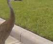 videos de ich ftter die vgel mit Pommes und chickenDD