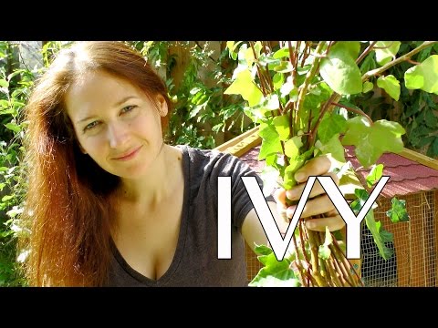 how to grow ivy plants