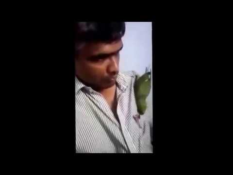 Parrot Video