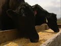 monsanto patent for a pig  pt 5 of 5  end 