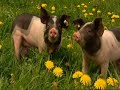 monsanto patent for a pig  pt 5 of 5  end 
