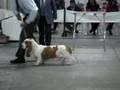 Basset Hound video