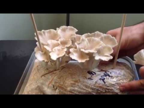 how to care oyster mushroom