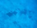 Eagle spoted rays