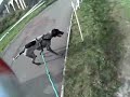 Dominik Crettenand et Ugo - Canicross - Scooter