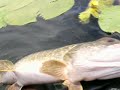Pike fishing