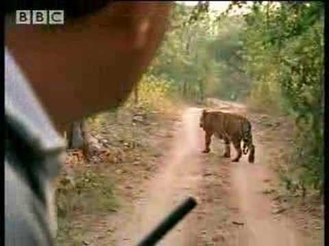 MALE TIGER >
