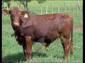 ganado droughmaster x maine anjou