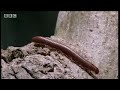 Is it possible that the black lemur of madagascar likes to experiment with intoxicating substances? - BBC wildlife