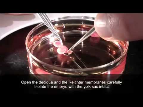 how to isolate mouse aorta