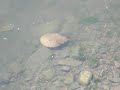 horseshoe crabs in redhook, brooklyn