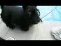 Scottish terrier jumps in the pool
