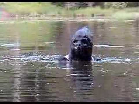 Sasquatch Vs. Josiah Battle (with ...