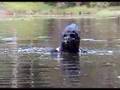 Sasquatch Bigfoot Attack (Part 1)