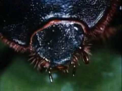 Beetles: Backyard Science (clip)