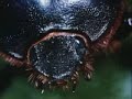 Beetles are a common form of insect...