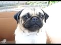 Rudebox pug Rudebox pug