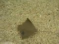 Petting a stingray