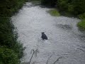 Grizzly Bear running in river in Hyder, Alaska Grizzly Bear running in river in Hyder, Alaska