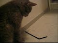 My cat Rontti My cat Rontti