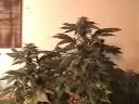 Oregon Purple Kush.wmv