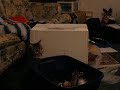 Will and the Box