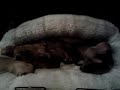 Click here to watch this video Puppies!