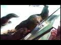 Sea Lion Attack (WARNING GRAPHIC IMAGES)