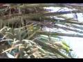 Parrots in the City, AFA 2005 Video - Part II