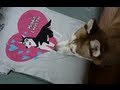 JEALOUS LAIKA! Laika wants a T-Shirt too!!