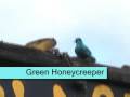 videos de Costa Rica 3 - Green Honeycreeper