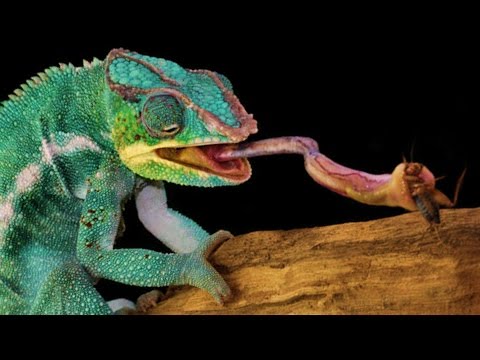 YouTube reptile video