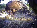 SIDNEY BALD EAGLES NEST, BC CANADA