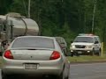 Millions of bees escape