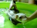 videos de Shelby e sua Jacuzzi!