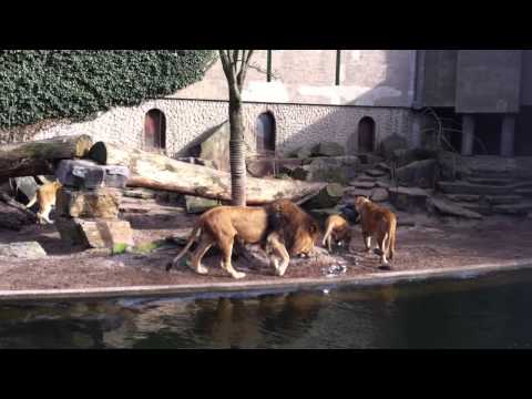 Artis - De leeuwen in Artis zien een lekker hapje als tussendoortje.