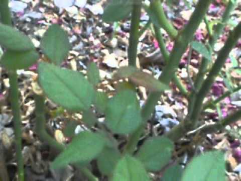 how to replant long stem roses