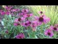 Meadowbrite Pixie; A pretty little coneflower