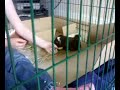 Nozzle in the cage with the pogs