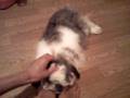 足フェチぴのん(うさぎ)① ~ The ぴのん(rabbit) is foot Feti.#1