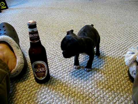 boston terrier pug puppies