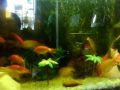 Meu aquario !!!