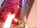 kittens-getting-scared.html