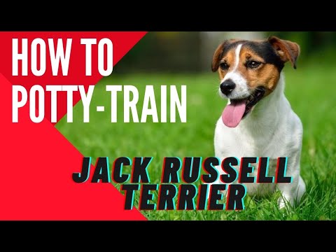 how to train jack russells to hunt