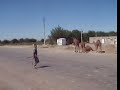 kameler i turkmenistan 2
