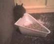 videos de lump