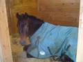 Harley RIP Baby