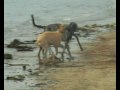 Merlin & Gilligan