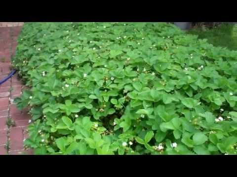 how to grow ozark strawberries